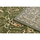 Dom Dywany Rugsx Dywan BCF Morad KLASYK klasyczny - oliwka 200x300 cm Zielony